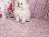 British Longhair Golden Point Erkekler