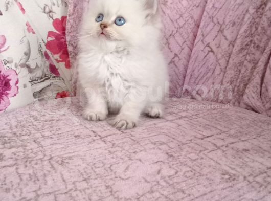 British Longhair Golden Point Erkekler görsel