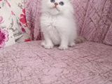 British Longhair Golden Point Erkekler