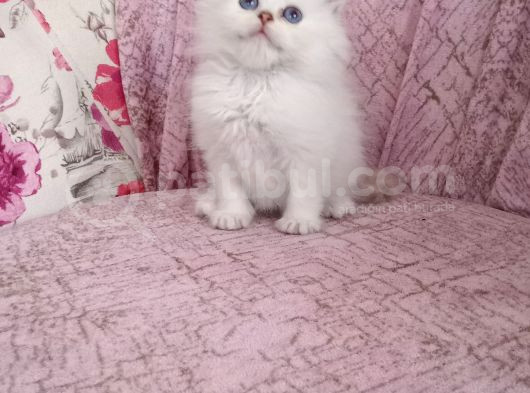 British Longhair Golden Point Erkekler görsel