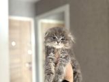 Ayi Surat Scottish Fold Longhair Yavrular