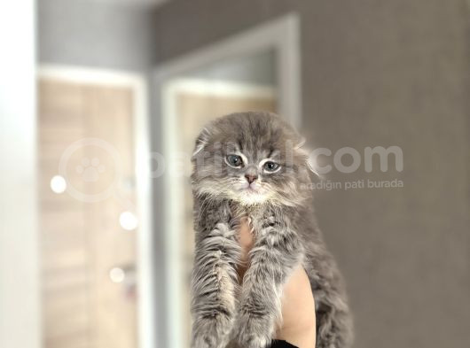 Ayi Surat Scottish Fold Longhair Yavrular görsel