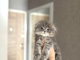 AYI SURAT SCOTTISH FOLD LONGHAIR YAVRULAR