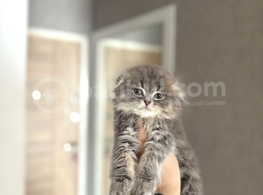 Ayi Surat Scottish Fold Longhair Yavrular