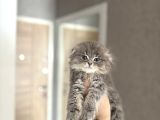 Ayi Surat Scottish Fold Longhair Yavrular