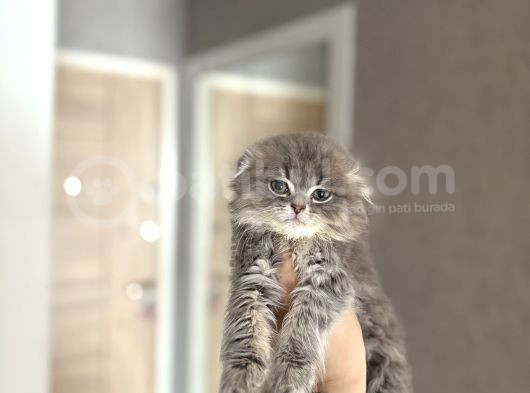 Ayi Surat Scottish Fold Longhair Yavrular görsel