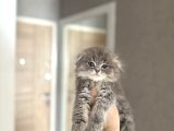 Ayi Surat Scottish Fold Longhair Yavrular