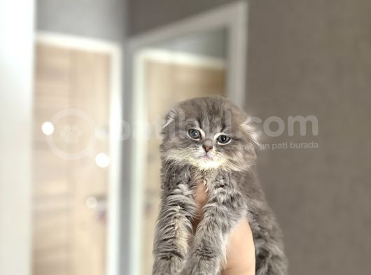 Ayi Surat Scottish Fold Longhair Yavrular görsel