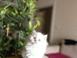 Ev Ortaminda Büyüyen British Longhair Yavrular