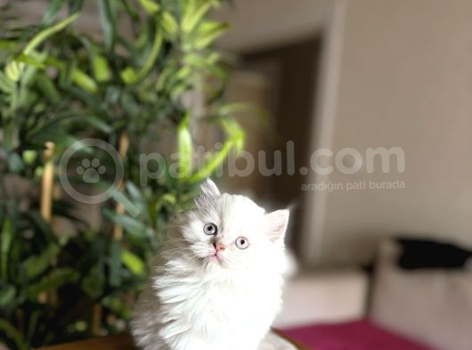 Ev Ortaminda Büyüyen British Longhair Yavrular görsel