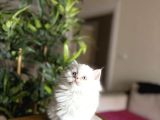 Ev Ortaminda Büyüyen British Longhair Yavrular