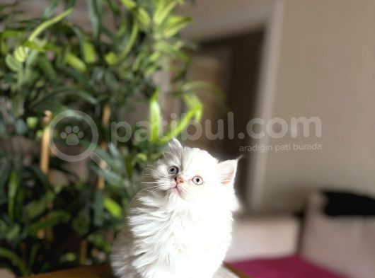 Ev Ortaminda Büyüyen British Longhair Yavrular görsel