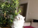 Ev Ortaminda Büyüyen British Longhair Yavrular