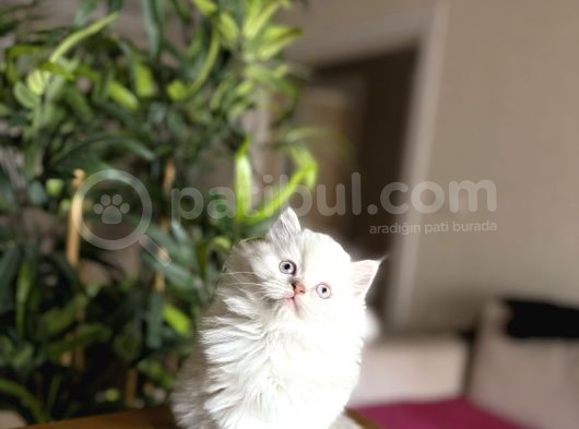 Ev Ortaminda Büyüyen British Longhair Yavrular görsel
