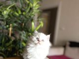 EV ORTAMINDA BÜYÜYEN BRITISH LONGHAIR YAVRULAR