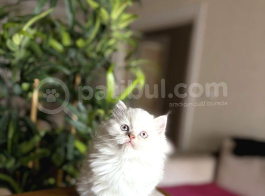 Ev Ortaminda Büyüyen British Longhair Yavrular