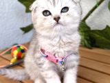 DİŞİ SÜRME GÖZLÜ SİLVER SCOTTİSH