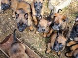 Eğitim Çiftliğinden safkan Malinois yavruları