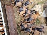 Eğitim Çiftliğinden Safkan Malinois Yavruları