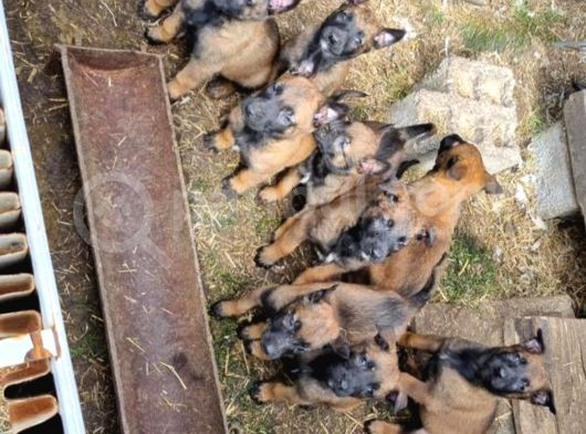 Eğitim Çiftliğinden Safkan Malinois Yavruları görsel