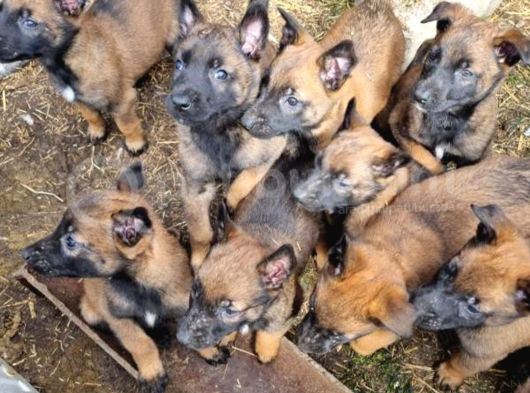 Eğitim Çiftliğinden Safkan Malinois Yavruları görsel