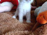 A Kali̇te Bebekler