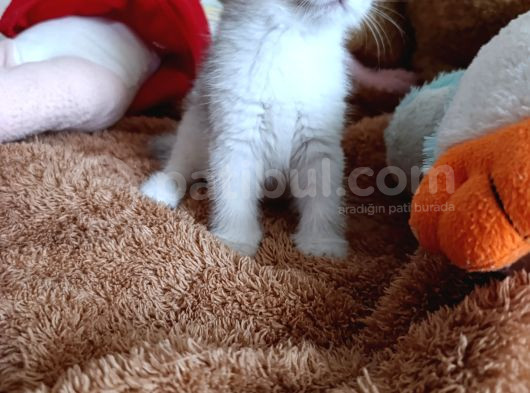 A Kali̇te Bebekler görsel