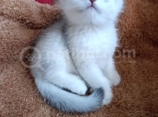 A Kali̇te Bebekler