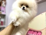 Üst segment pomeranian boo bebekleri