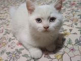 Pamuk Bebekler Teslime Hazır