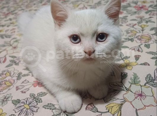 Pamuk Bebekler Teslime Hazır görsel