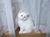 Pamuk bebekler teslime hazır