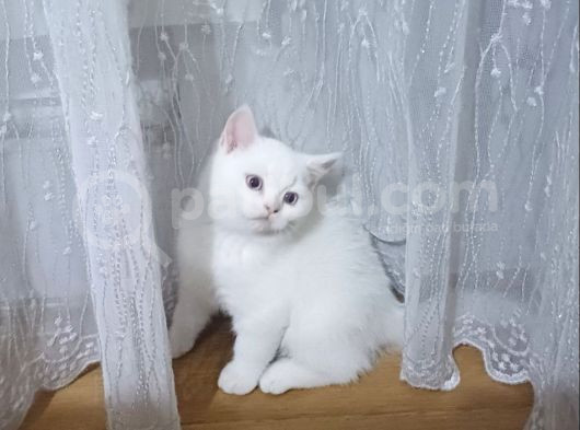 Pamuk Bebekler Teslime Hazır