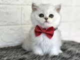ORJİNAL SAFKAN YAVRULAR