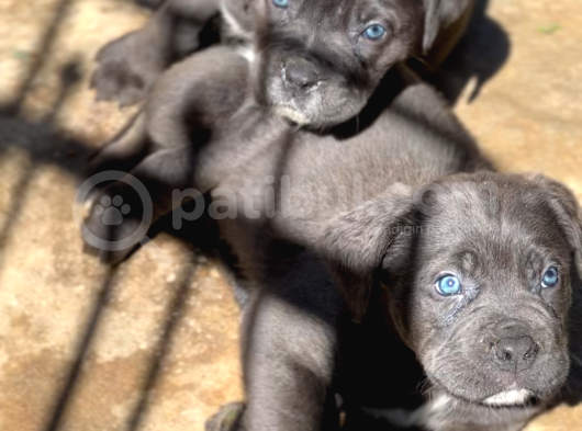 40 Günlük Cane Corso