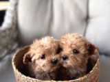 Küçük Maltipoo Bebeklerim