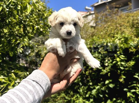 Maltese Terrier Yavrular görsel