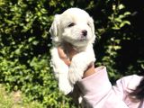 Maltese Terrier Yavrular