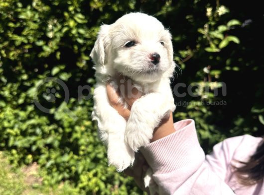 Maltese Terrier Yavrular görsel