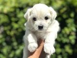 Maltese Terrier Yavrular