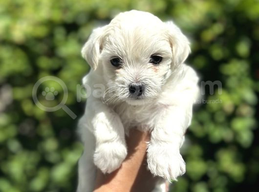 Maltese Terrier Yavrular görsel