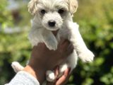 Maltese Terrier Yavrular