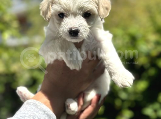 Maltese Terrier Yavrular görsel