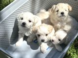 maltese terrier yavrular