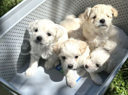 Maltese Terrier Yavrular