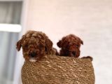 Toy Poodle Bebeklerim