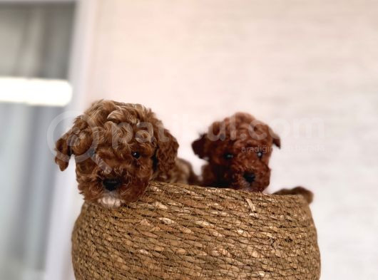 Toy Poodle Bebeklerim görsel