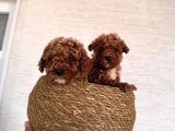 Toy Poodle Bebeklerim