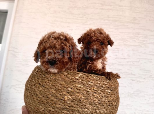 Toy Poodle Bebeklerim görsel