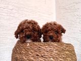 Toy Poodle Bebeklerim
